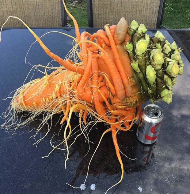 7. It Looks Like This Carrot Has Turned Into A Monster Underground