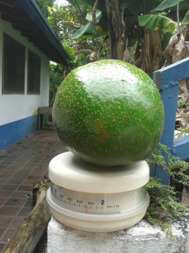 13.Have you ever seen an avocado this big?