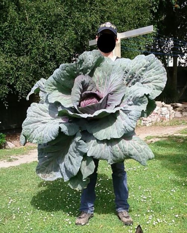 16.It's Possible To Grow A Giant Cabbage