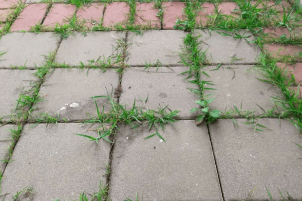 Baking soda helps you get rid of uninvited weeds too
