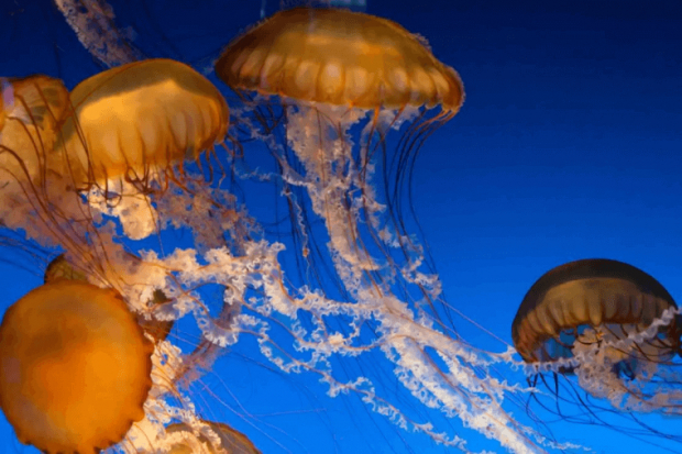 It can even help alleviate the pain from a jellyfish sting